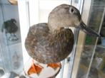 Afrikaanse Zwarte Eend Taxidermie volledige montage - Anas, Nieuw