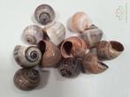 Shell Pila Ampullacea 4+ cm 12 stuks schelpen, Hobby en Vrije tijd, Knutselen, Ophalen of Verzenden, Nieuw