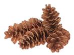 Denneappel STROBUS Naturel Zak 3 kilo Pinecone Strobus 3kg, Hobby en Vrije tijd, Knutselen, Ophalen of Verzenden, Nieuw
