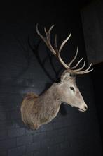 NO Reserve price - Large Red Stag - head-mount on shield -, Nieuw