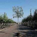 Lei amberboom | Liquidambar leiboom | BetuweBomen