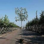 Lei amberboom | Liquidambar leiboom | BetuweBomen, Tuin en Terras, Planten | Bomen