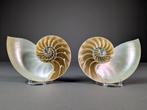 Doorsneden kamernautilus - Zeeschelp - Nautilus pompilius, Verzamelen, Nieuw