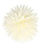 Haarspeld Duckklem 12cm – Haarbloem Aster – Creme, Nieuw