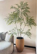 Kunstplant Ruscus | 180cm, Huis en Inrichting, Ophalen, Nieuw