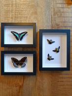 Insekt Taxidermie volledige montage - Graphium sarpedon,