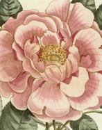 9781648294167 John Derian Picture Book II | Tweedehands, Verzenden, Zo goed als nieuw, John Derian