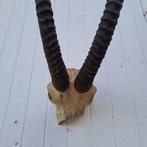 Zwarte hippotrague Hoorns - Hippitragus niger - Antik, Nieuw