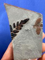 een lief kleurrijk plantfossielkoppel - Gefossiliseerde