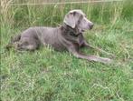 Labrador teefje, Dieren en Toebehoren, Honden | Retrievers, Spaniëls en Waterhonden, Teef, Parvo, Labrador retriever, Eén hond