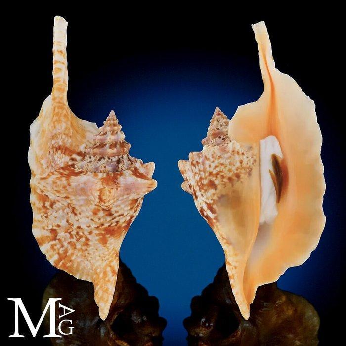 Aliger Gallus, algemeen bekend als Rooster Tail Conch, Verzamelen, Dierenverzamelingen