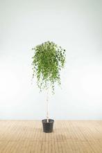 Betula pendula Youngii treurvorm 12/14