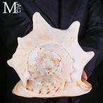 Cassis Cornuta – 295 mm Voorbeeld van grote elegantie, Verzamelen, Mineralen en Fossielen