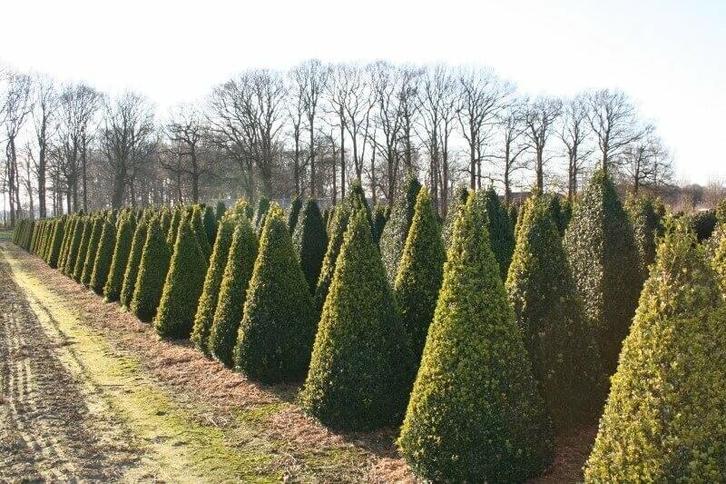 Palmboompje Buxus Sempervirens Kegel 70-80 Kluit, Tuin en Terras, Planten | Struiken en Hagen