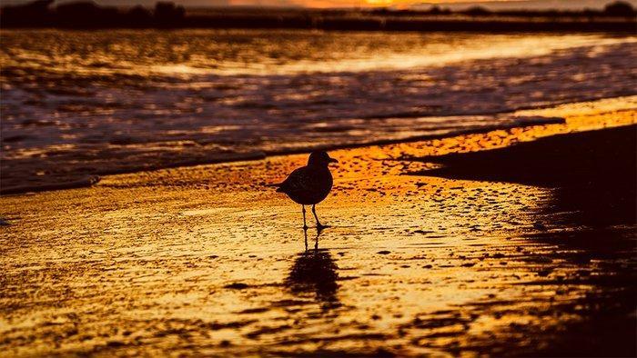 Viktoria Farkas - Solitude on Coney Island, Antiek en Kunst, Kunst | Designobjecten