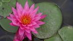 AQUAlook Nymphea Rhizome Pink | Roze Waterlelie | Los, Tuin en Terras, Vijver-toebehoren, Nieuw, Ophalen of Verzenden