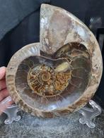 Extreme big Ammonite bowl with beautiful pattern -
