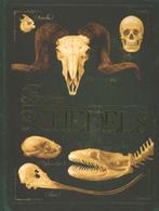Schedels / Bones 9789052109725 Rob Colson, Verzenden, Zo goed als nieuw, Rob Colson