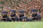 prachtige rottweiler pups, Dieren en Toebehoren, Parvo, Nederland, 8 tot 15 weken, Meerdere