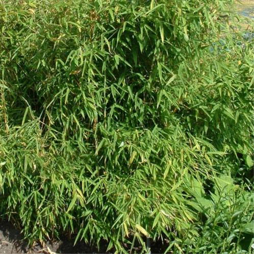 Fargesia murieliae Simba - 60-80 cm, Tuin en Terras, Planten | Tuinplanten, Ophalen of Verzenden