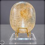 Natuurlijke versteende koralenkom uit Australië Een tijdloos, Verzamelen, Mineralen en Fossielen