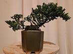 Jeneverbes bonsai (Juniperus) - Hoogte (boom): 12 cm -