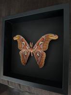 Vlinder Taxidermie volledige montage - Attacus Atlas - 25 cm, Verzamelen, Dierenverzamelingen, Nieuw