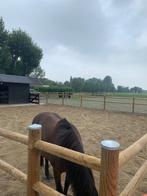 Paardenbak, Doorsteekomheining en Weidepalen :De Goedkoopste, Weidegang