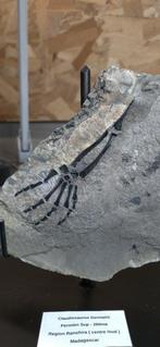 Reptiel - Gefossiliseerd dier - Claudiosaurus Germaini - 20