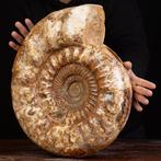 Reusachtige fossiele schelp Ammoniet Kranaosphinctes sp.:, Verzamelen, Mineralen en Fossielen