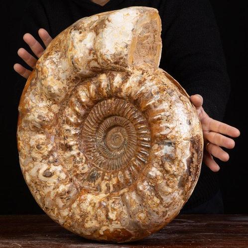Reusachtige fossiele schelp Ammoniet Kranaosphinctes sp.:, Verzamelen, Mineralen en Fossielen
