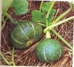 Baby Delica F1 kabocha pompoen zaden, Ophalen of Verzenden, Nieuw