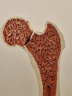 Anatomisch model - kunststof - 1980-1990 - Anatomisch model, Antiek en Kunst