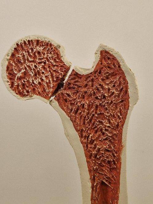 Anatomisch model - kunststof - 1980-1990 - Anatomisch model, Antiek en Kunst, Antiek | Wandborden en Tegels