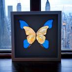 Lijst  - 23-karaats goudvergulde echte vlinder in frame,, Antiek en Kunst