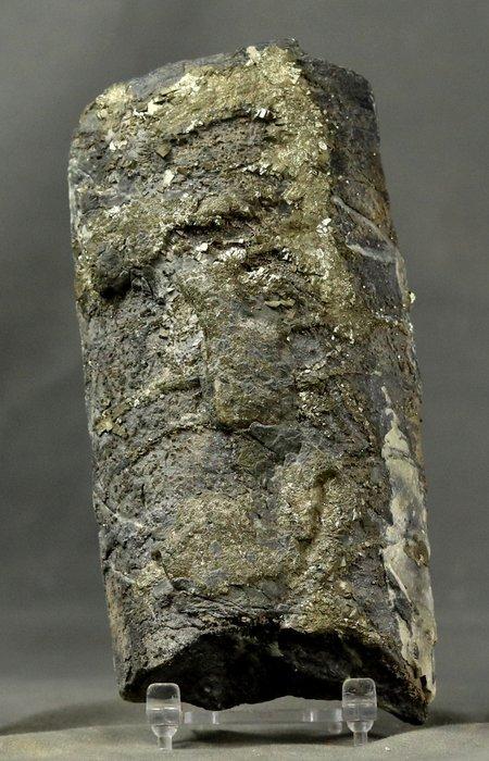 Beste orthoceras met pyrietkristallen - Gefossiliseerd dier, Verzamelen, Mineralen en Fossielen