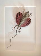 Vliegende hagedis - Taxidermie volledige montage - Draco, Nieuw