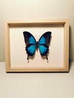 Vlinder Taxidermie volledige montage - Papilio ulysses - 190, Verzamelen, Dierenverzamelingen, Nieuw