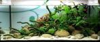 Suspended 8-20cm drijvende aquarium stenen BIJZONDER!, Dieren en Toebehoren, Vissen | Aquaria en Toebehoren, Nieuw, Sierelement