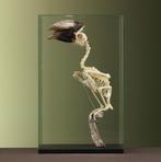 Witpootneushoornvogel M Skelet, Verzamelen, Dierenverzamelingen, Ophalen of Verzenden, Nieuw, Vogel, Opgezet dier
