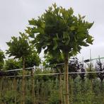 Bolplataan - Platanus acerifolia Alphens Globe - Omtrek: 8-1, Tuin en Terras, Ophalen of Verzenden