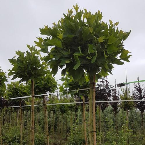 Bolplataan - Platanus acerifolia Alphens Globe - Omtrek: 8-1, Tuin en Terras, Planten | Bomen, Ophalen of Verzenden