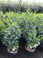 laurier {Haagplanten}10 soorten pot gekweekt 100% aangroei, Laurier, Haag, 100 tot 250 cm