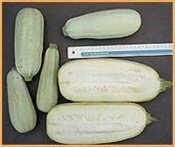 Picnic courgette 50 zaden, Hobby en Vrije tijd, Knutselen, Nieuw, Ophalen of Verzenden