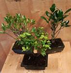 Bonsai boompje Assortiment 1 stuk kamerplant - Warentuin Nat, Huis en Inrichting, Kamerplanten, Verzenden