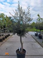 OLIJFBOOM - OLEA EUROPEA - WINTERHARDE OLIJFBOOM, In pot, Olijfboom, Zomer, Volle zon