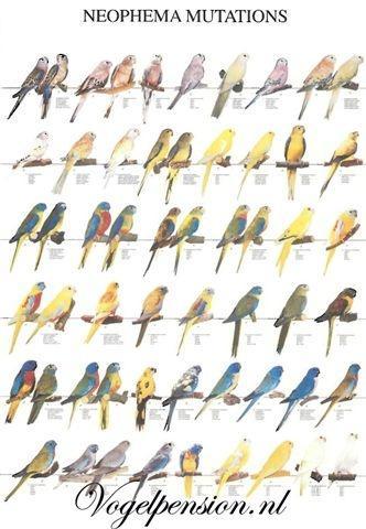 Gelamineerde vogelposter Neophema’s – Formaat A4 -, Dieren en Toebehoren, Vogels | Toebehoren, Nieuw, Verzenden