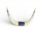 Spaanse stier Gewei - Bos Taurus - 35 cm - 53 cm - 7.5 cm -, Antiek en Kunst, Curiosa en Brocante