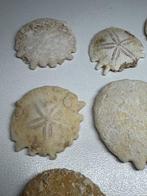 Zee-egel - Gefossiliseerd dier - Melitella (Zonder