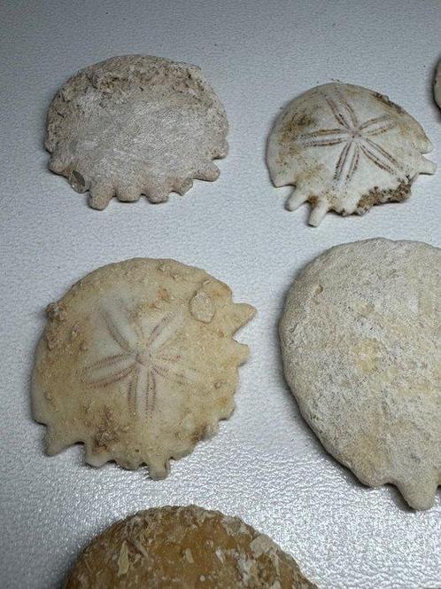 Zee-egel - Gefossiliseerd dier - Melitella (Zonder, Verzamelen, Mineralen en Fossielen
